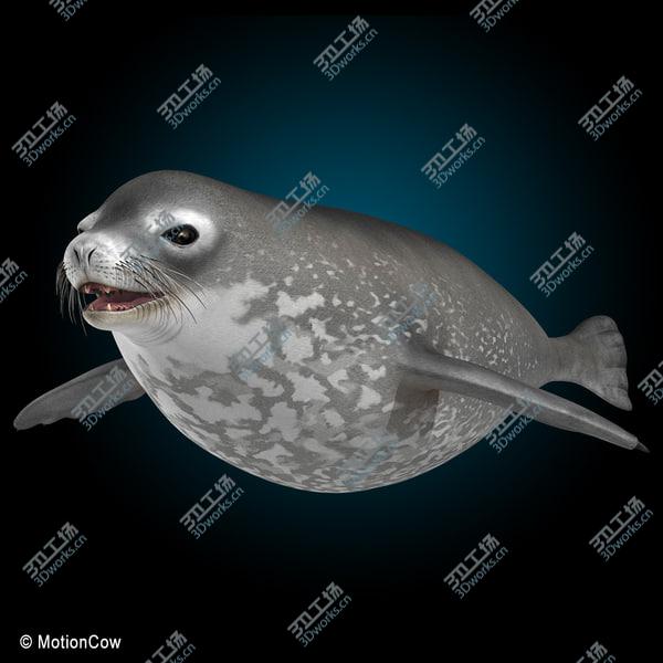 images/goods_img/20210312/Weddell Seal/3.jpg